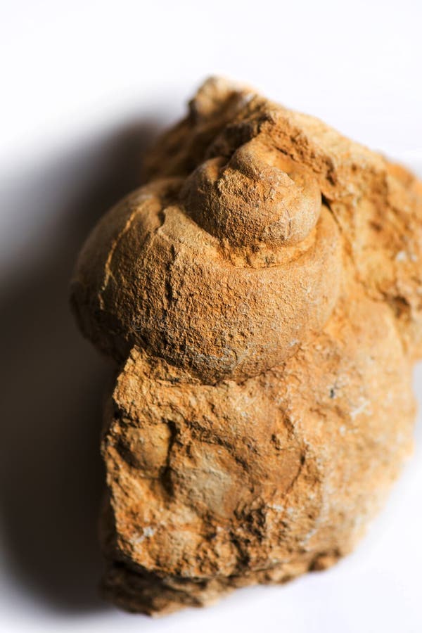 Close up shot of old gastropod fossil. Close up shot of old gastropod fossil