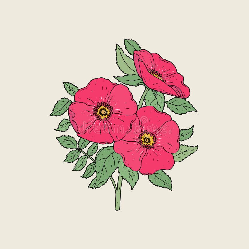 Detaljerad teckning av härliga hundrosor som växer på stammen med sidor Rosa blomma blommor räcker utdraget i elegant antikvitet vektor illustrationer