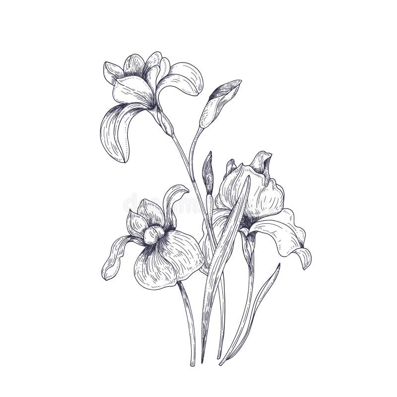 Detaljerad teckning av våririsblommor och knoppar Säsongsbetonad härlig trädgårdblomningväxt som isoleras på vit bakgrund vektor illustrationer