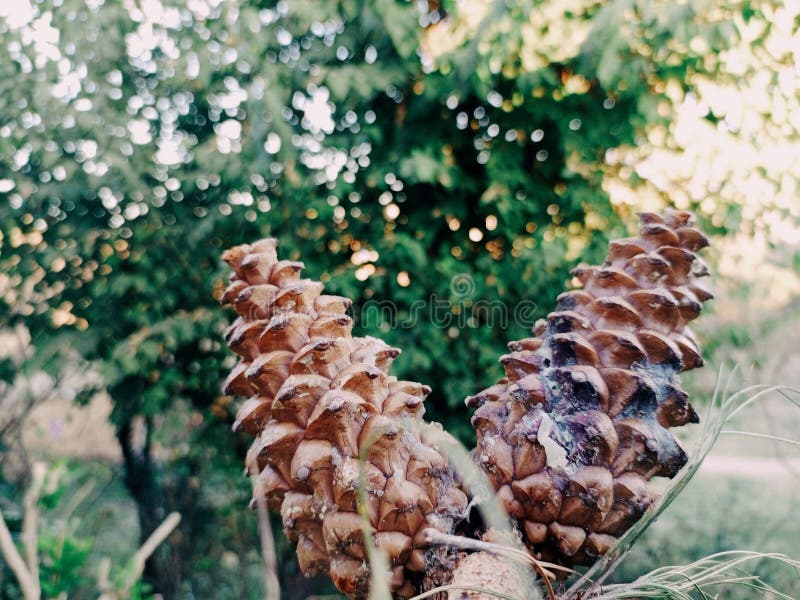 Detaljerad vy över brunkolskonger i naturskogar royaltyfria bilder