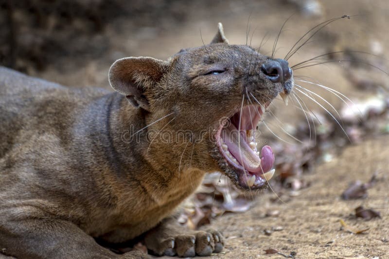 The detail of fossa Cryptoprocta ferox. Unique endemic species. Close up. The detail of fossa Cryptoprocta ferox. Unique endemic species. Close up.