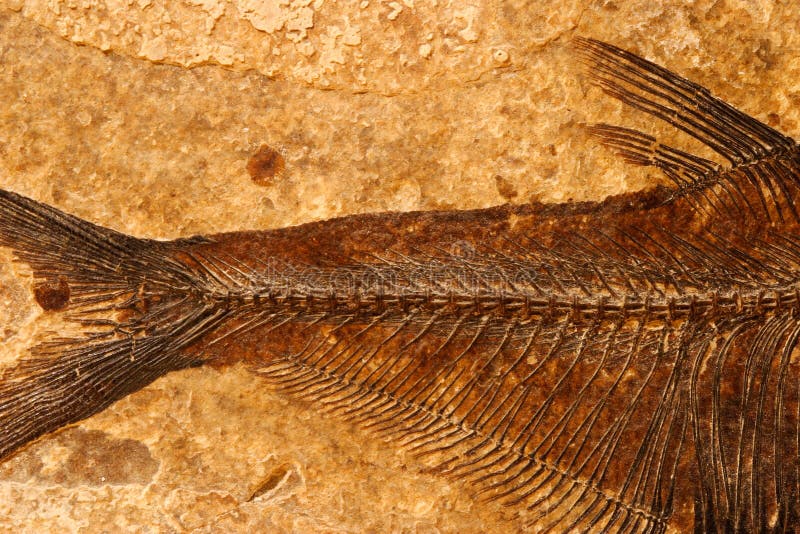 Detail of a fossil Eocene fish on a textured sandstone background. Detail of a fossil Eocene fish on a textured sandstone background