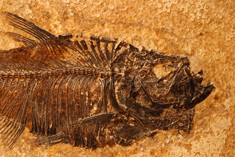 Detail of a fossil Eocene fish on a textured sandstone background. Detail of a fossil Eocene fish on a textured sandstone background