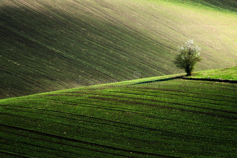 Detaljlandskap på det södra Moravian fältet under våren, Tjeckien fotografering för bildbyråer Detaljlandskap på det södra Moravian fältet under våren, Tjeckien fotografering för bildbyråer