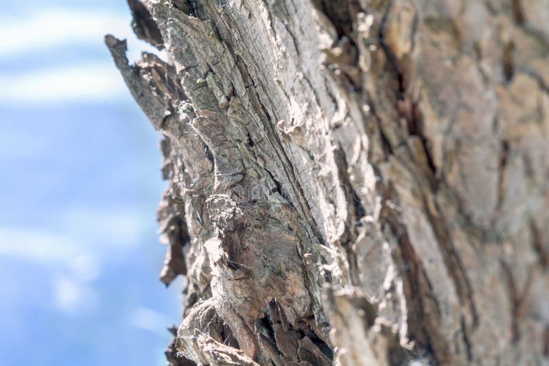 Detalle ascendente cercano del árbol, con un lago azul en el fondo fotografía de archivo libre de regalías Detalle ascendente cercano del árbol, con un lago azul en el fondo fotografía de archivo libre de regalías