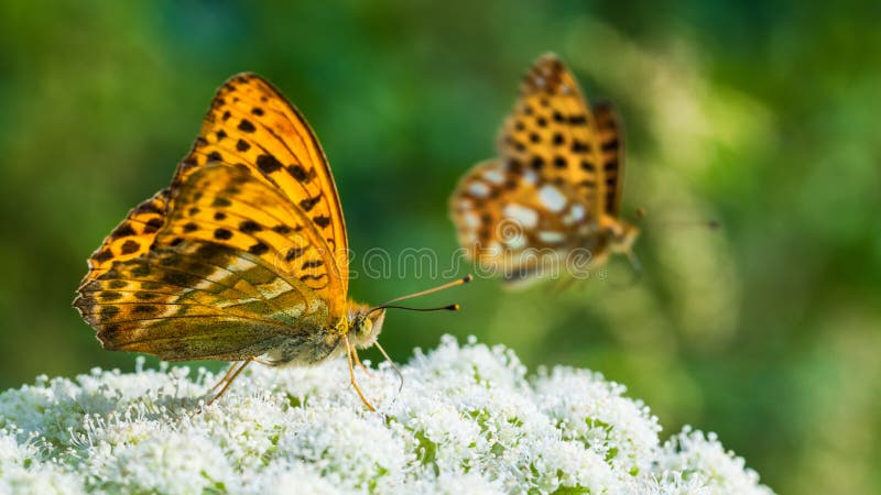 Detalle de alimentación de la mariposa Superficie inferior del ala Fritillary Plata-lavado Paphia del Argynnis imágenes de archivo libres de regalías Detalle de alimentación de la mariposa Superficie inferior del ala Fritillary Plata-lavado Paphia del Argynnis imágenes de archivo libres de regalías
