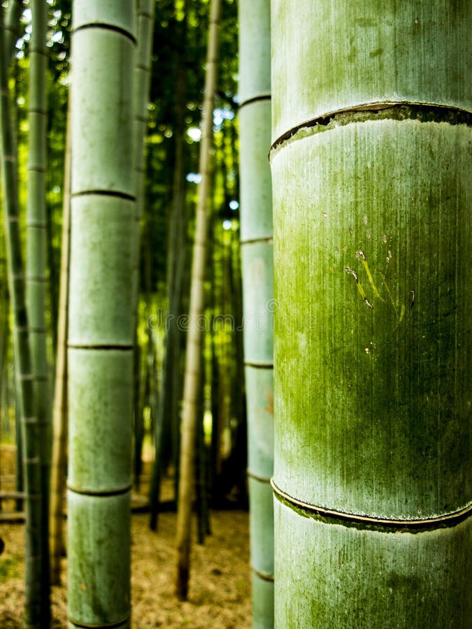 Detalle de bambú del bosque