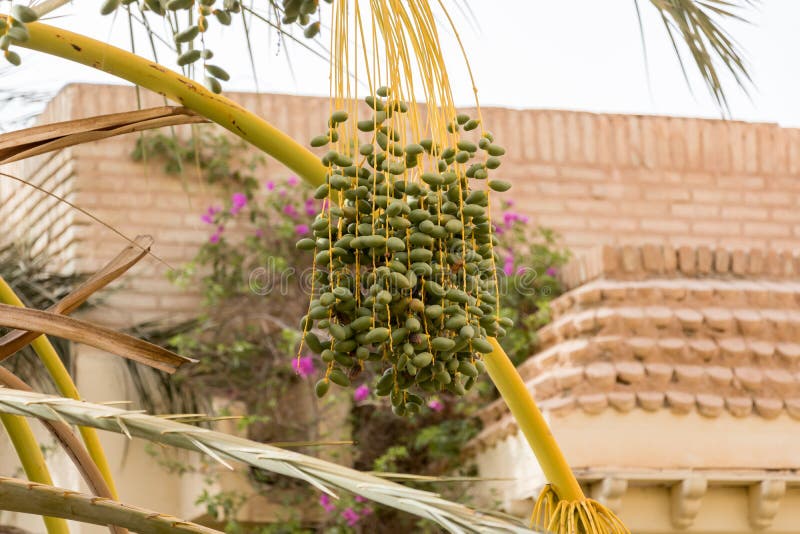 Detalle de fechas en la palmera, Túnez, África foto de archivo Detalle de fechas en la palmera, Túnez, África foto de archivo