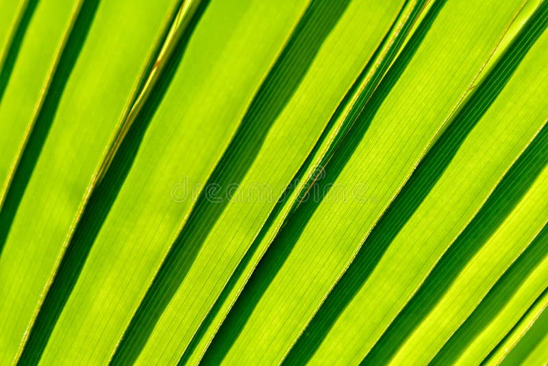 Detalle de la hoja de palmera fotografía de archivo