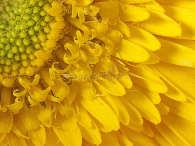 Detalle de la macro del girasol fotografía de archivo Detalle de la macro del girasol fotografía de archivo