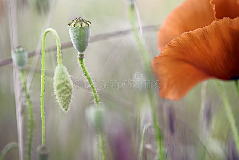 Detalle de la macro del prado del wildflower de la amapola imagen de archivo libre de regalías Detalle de la macro del prado del wildflower de la amapola imagen de archivo libre de regalías