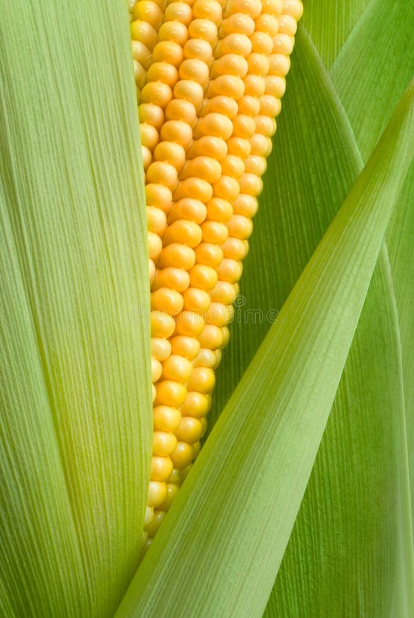 Detalle de la mazorca de maíz