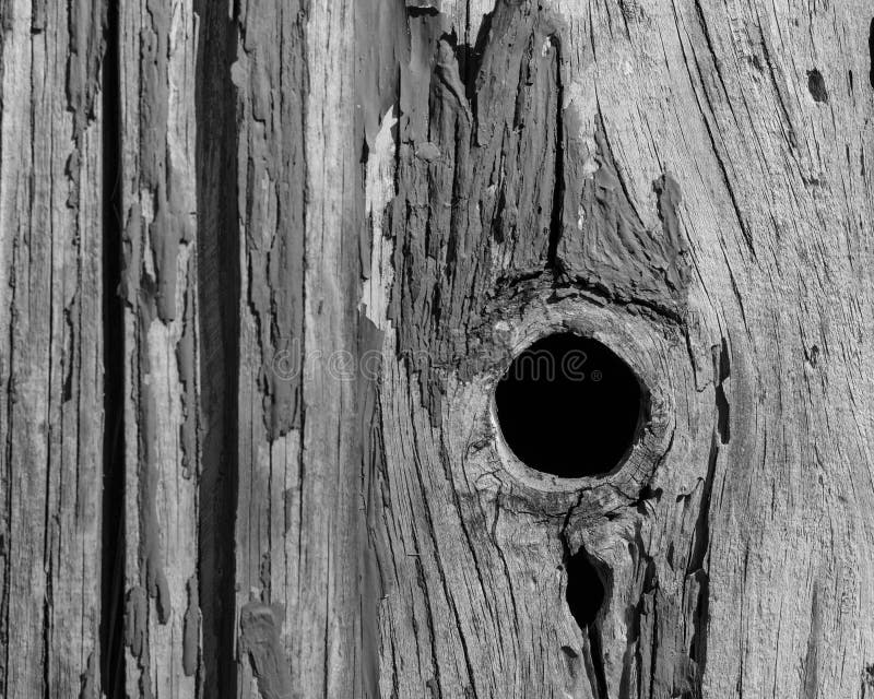 Detalle de la pintura de la peladura en la madera envejecida para la textura del fondo, BW imagenes de archivo Detalle de la pintura de la peladura en la madera envejecida para la textura del fondo, BW imagenes de archivo
