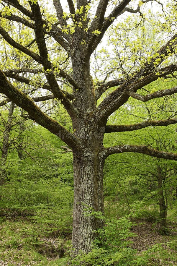 Detalle de ramas de árboles fotografía de archivo