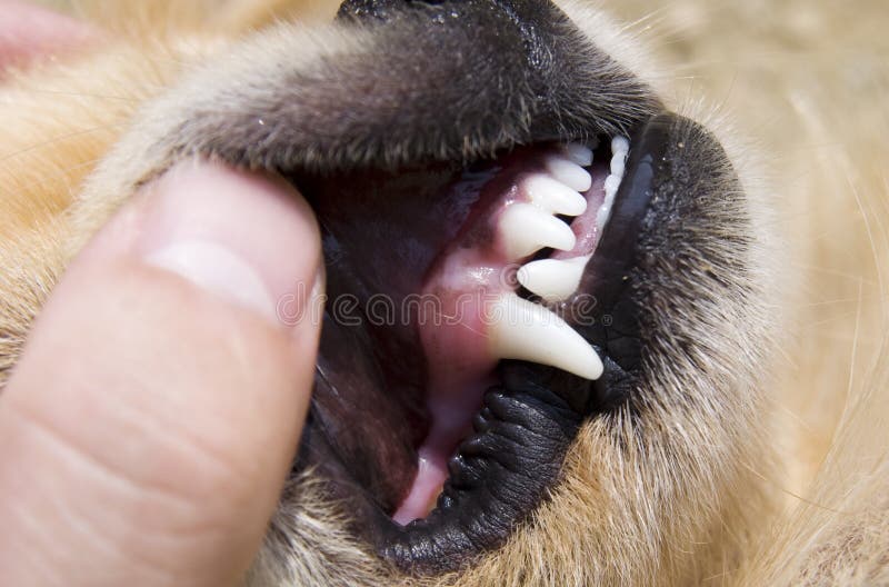 Detalle de los dientes de perro a disposición