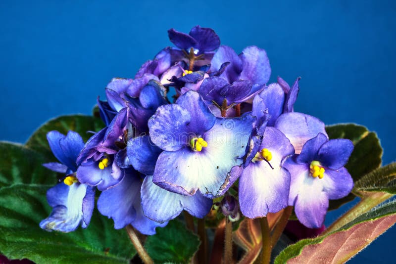 Detalle De Una Flor Violeta Blanca Y Azul Africana Con Un Fondo Azul Y  Blanco En Una Flor Violeta Africana Imagen de archivo - Imagen de blanco,  planta: 208894647