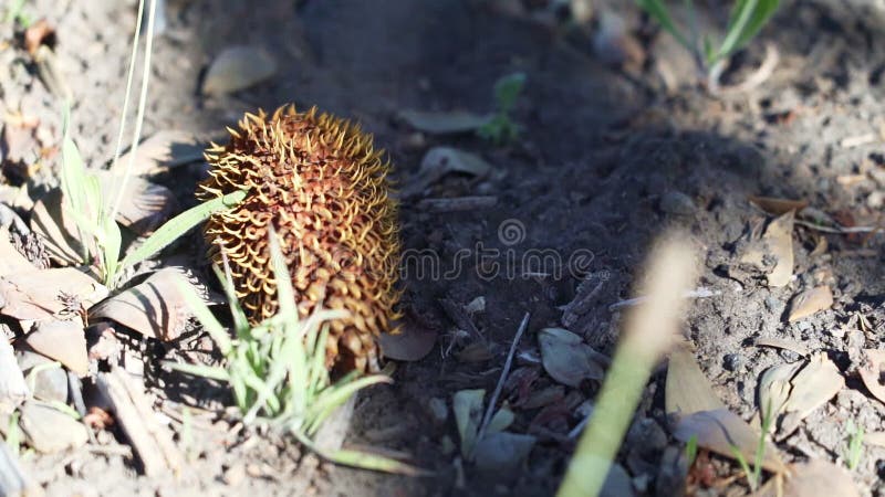 Detalle del cono de araucaria en el suelo