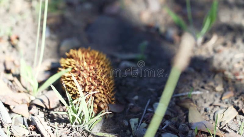 Detalle del cono de araucaria en el suelo