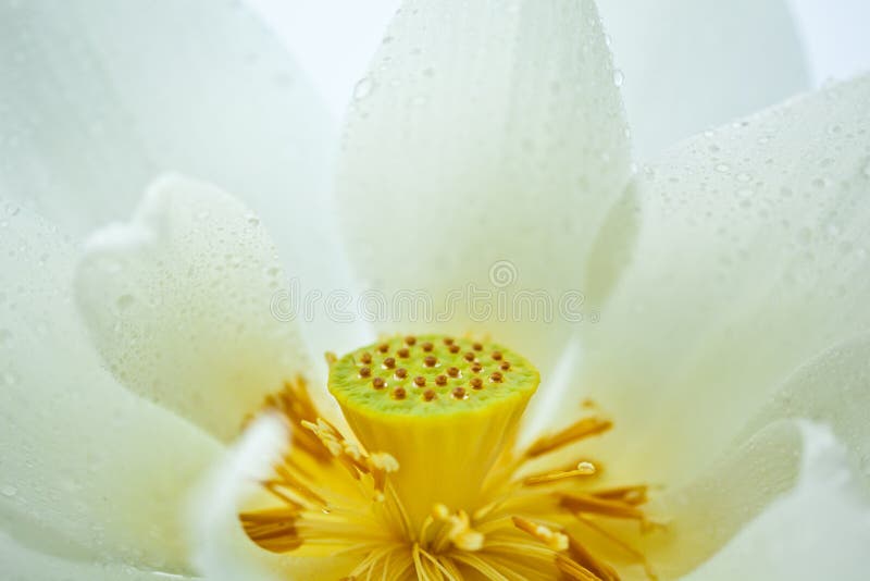 White Lotus detail after the rain. White Lotus detail after the rain.