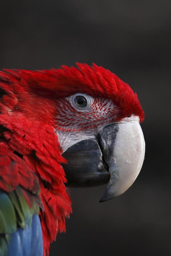 The Cuban Red Macaw, Ara tricolor, is an extinct species of parrot that was native to Cuba and the Isla de la Juventud, an island off the coast of west Cuba. The Cuban Red Macaw, Ara tricolor, is an extinct species of parrot that was native to Cuba and the Isla de la Juventud, an island off the coast of west Cuba.