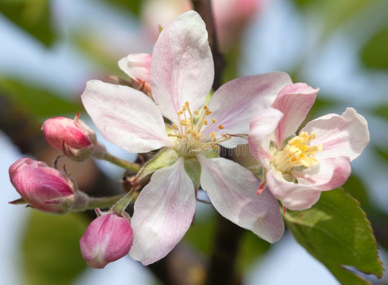 Detalle del tiempo de primavera de la flor del manzano imagen de archivo libre de regalías Detalle del tiempo de primavera de la flor del manzano imagen de archivo libre de regalías