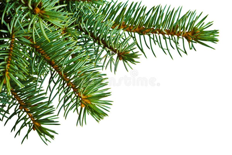 Detalle de árbol de Navidad sobre blanco imagen de archivo