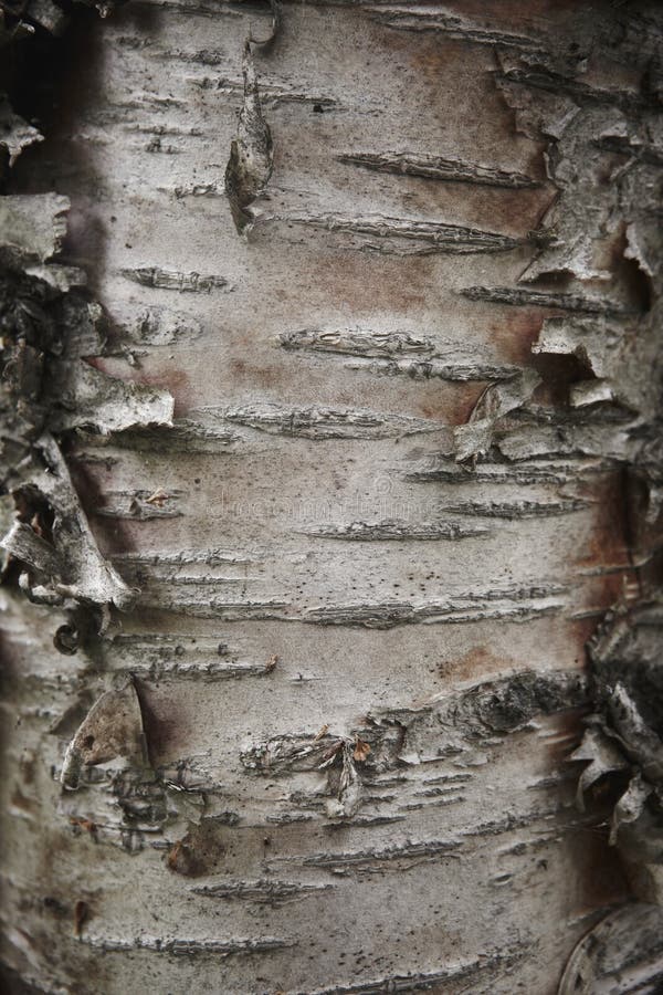 Detalle del árbol del tronco de la haya de la corteza. fotos de archivo libres de regalías Detalle del árbol del tronco de la haya de la corteza. fotos de archivo libres de regalías
