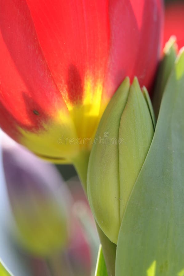 Detalle rojo de los tulipanes