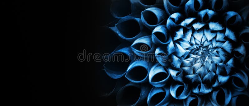 Detalles de la fotografía macra de la flor azul de la dalia Foto oscura que acentúa textura, alto contraste y el fondo floral com imagenes de archivo