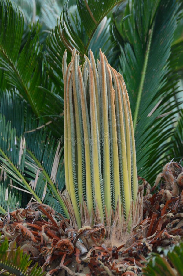 Cycas revoluta sago palm, king sago, sago cycad, Japanese sago palm, is a species of gymnosperm in the family Cycadaceae, native to southern Japan including the Ryukyu Islands. It is one of several species used for the production of sago, as well as an ornamental plant. The sago cycad can be distinguished by a thick coat of fibers on its trunk. The sago cycad is sometimes mistakenly thought to be a palm, although the only similarity between the two is that they look similar and both produce seeds. The leaves grow from the trunk and start out as small leaves near the centre of the plant.
Contrast of old and new leaves. Cycas revoluta detail of spring foliation. Vertical sago new leaves. Cycas revoluta sago palm, king sago, sago cycad, Japanese sago palm, is a species of gymnosperm in the family Cycadaceae, native to southern Japan including the Ryukyu Islands. It is one of several species used for the production of sago, as well as an ornamental plant. The sago cycad can be distinguished by a thick coat of fibers on its trunk. The sago cycad is sometimes mistakenly thought to be a palm, although the only similarity between the two is that they look similar and both produce seeds. The leaves grow from the trunk and start out as small leaves near the centre of the plant.
Contrast of old and new leaves. Cycas revoluta detail of spring foliation. Vertical sago new leaves.