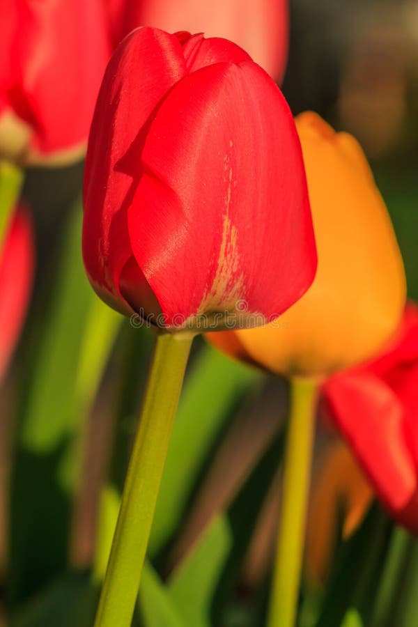 Detalles De Tulipanes Con Flor Roja En Primavera Foto de archivo - Imagen de anaranjado, brillante: 213228424 Detalles De Tulipanes Con Flor Roja En Primavera Foto de archivo - Imagen de anaranjado, brillante: 213228424