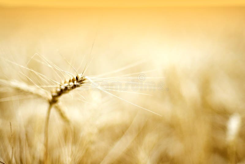 Detalles del oído del trigo