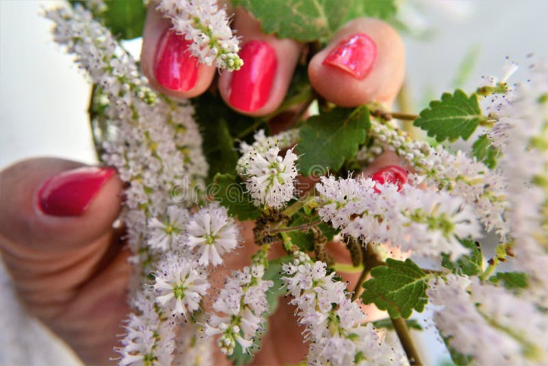 Detenere il ramo con fiori di commiphora myrha immagini stock