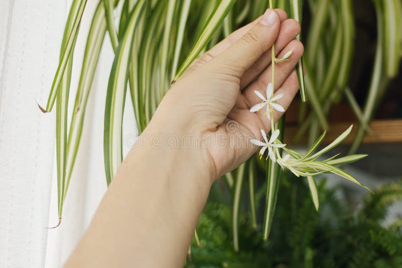 Detenere a mano fiori bianchi di una pianta di ragno che si chiudono sullo sfondo di un locale con piante. fiori di clorofitio e f