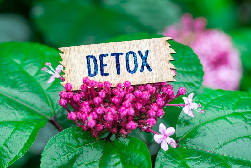 Detox i träkort royaltyfria bilder Detox i träkort royaltyfria bilder
