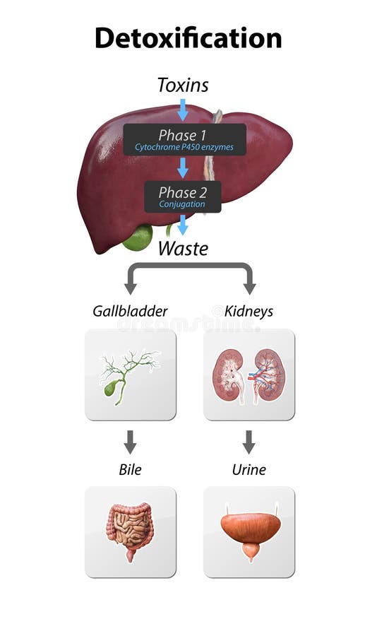 Detox Pathways Explained. From entering toxins in liver to Neutralize and eliminated via kidneys and gall bladder. detoxification