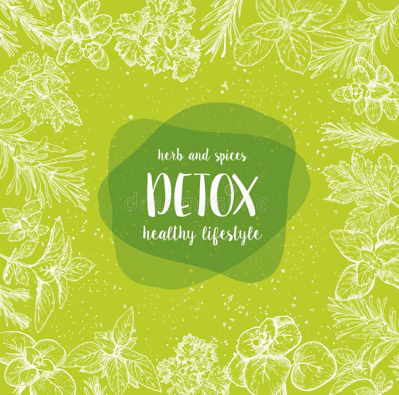 Detoxetiket Kruiden en kruiden Gravureillustraties voor verpakking royalty-vrije illustratie Detoxetiket Kruiden en kruiden Gravureillustraties voor verpakking royalty-vrije illustratie