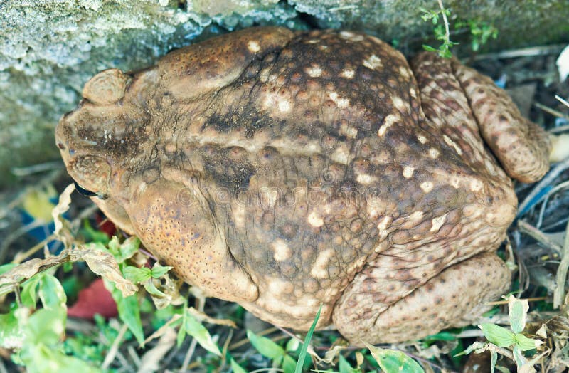 Detrás de la rana del sapo del bastón imágenes de archivo libres de regalías Detrás de la rana del sapo del bastón imágenes de archivo libres de regalías