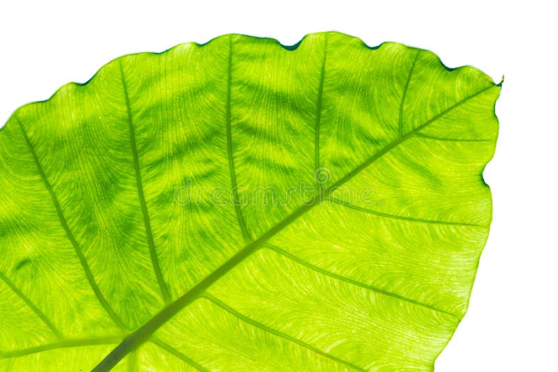 Dettagli della natura della foglia fotografie stock libere da diritti Dettagli della natura della foglia fotografie stock libere da diritti