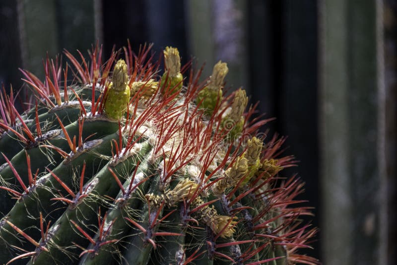 Dettaglio del cactus che mostra gli aculei di colore rosa scuro immagini stock libere da diritti