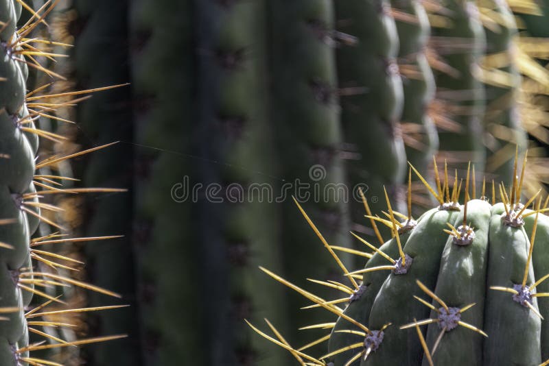 Dettaglio del cactus che mostra le aculei arancioni e il filetto del ragno fotografia stock libera da diritti