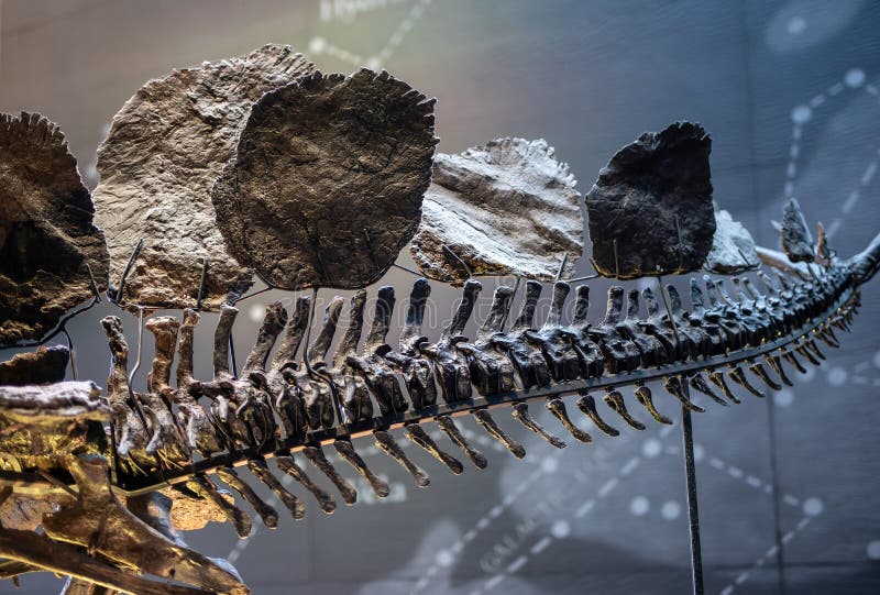 Dettaglio della coda di dinosauro di stegosauro preistorico fotografia stock libera da diritti