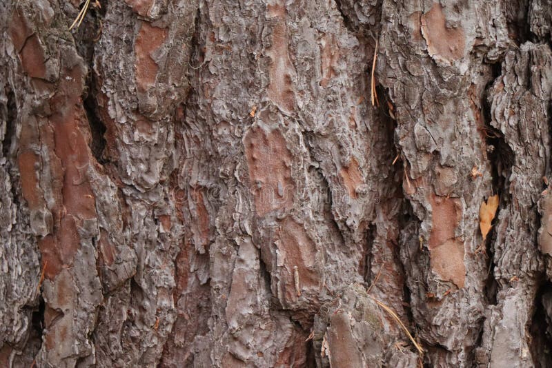 Dettaglio della corteccia di albero della conifera del pino - edizione della foresta fotografia stock libera da diritti Dettaglio della corteccia di albero della conifera del pino - edizione della foresta fotografia stock libera da diritti