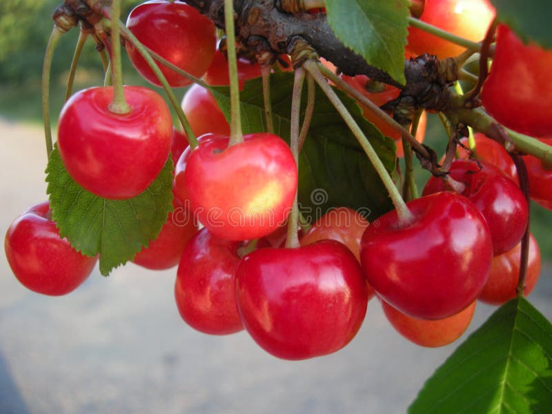 Dettaglio della frutta della ciliegia sull'albero a giugno immagine stock Dettaglio della frutta della ciliegia sull'albero a giugno immagine stock