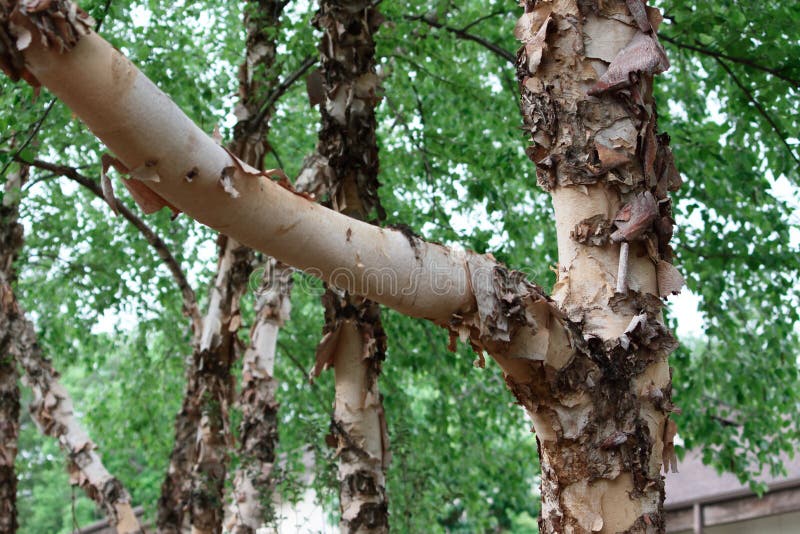 Dettaglio della natura della corteccia di albero