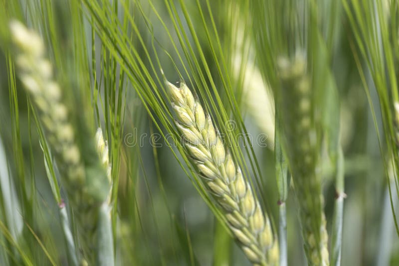 Dettaglio della punta verde dell'orzo immagini stock Dettaglio della punta verde dell'orzo immagini stock