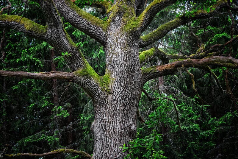Dettaglio della quercia maestosa in foresta fotografia stock libera da diritti Dettaglio della quercia maestosa in foresta fotografia stock libera da diritti