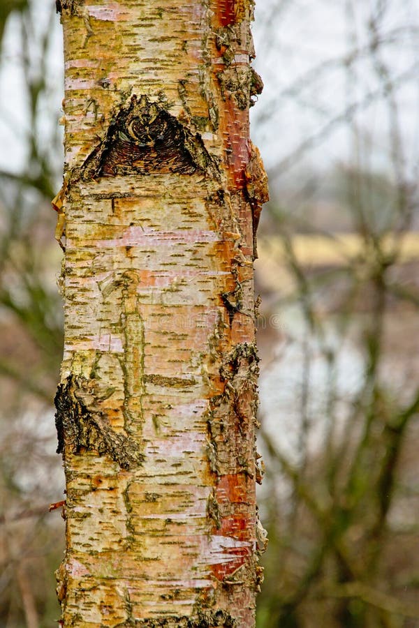 Dettaglio di un tronco di albero d'argento del bich - Betula Pendula immagine stock libera da diritti Dettaglio di un tronco di albero d'argento del bich - Betula Pendula immagine stock libera da diritti