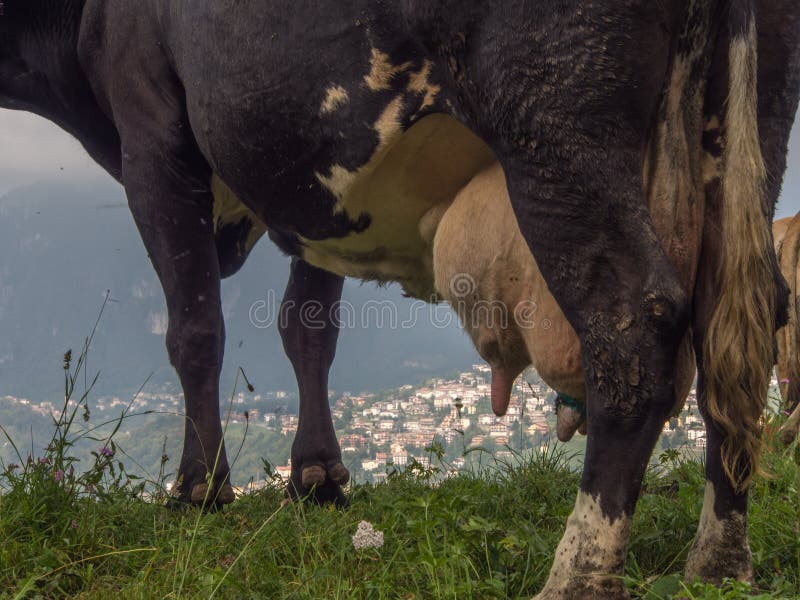 Dettaglio di una mucca con il paese della montagna di Bergamo nei precedenti fotografia stock Dettaglio di una mucca con il paese della montagna di Bergamo nei precedenti fotografia stock