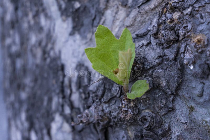 Dettaglio sull'albero di corteccia con il dettaglio porpora vago del fondo di effetto fotografie stock libere da diritti Dettaglio sull'albero di corteccia con il dettaglio porpora vago del fondo di effetto fotografie stock libere da diritti